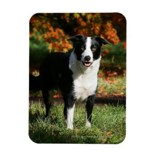 Magnet Flexible Bordure Collie Automne Debout