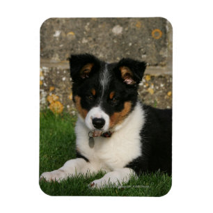 Magnet Flexible Bordure Collie Chiot avec feuille dans la bouche