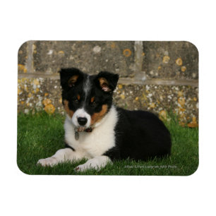 Magnet Flexible Bordure Collie Chiot avec feuille dans la bouche