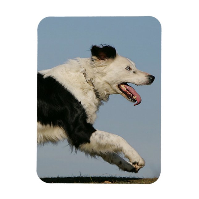 Magnet Flexible Bordure Collie Exécution 2 (Vertical)