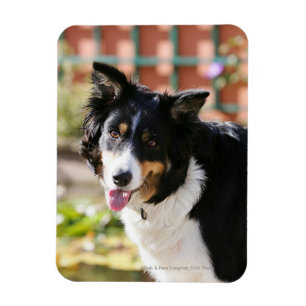 Magnet Flexible Bordure Collie Panne 1