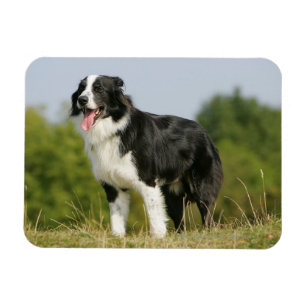 Magnet Flexible Bordure Collie Panne debout