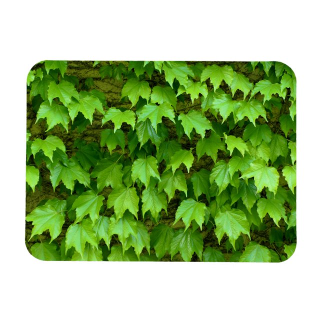 Magnet Flexible Boston Ivy (Horizontal)