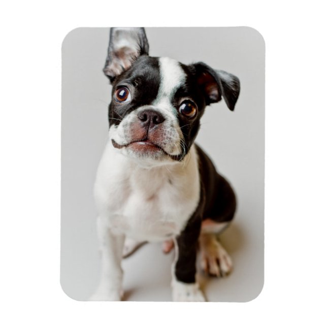 Magnet Flexible Boston Terrier (Vertical)
