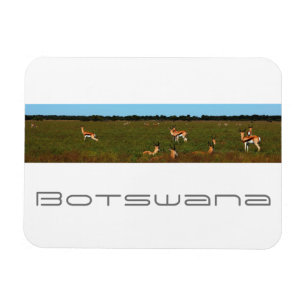 Magnet Flexible Botswana Centre Kalahari Savannah Springboks