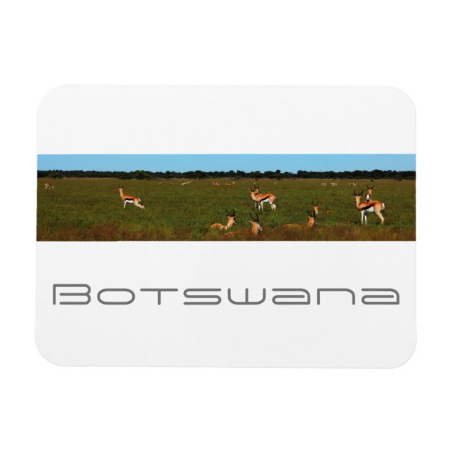 Magnet Flexible Botswana Centre Kalahari Savannah Springboks (Horizontal)