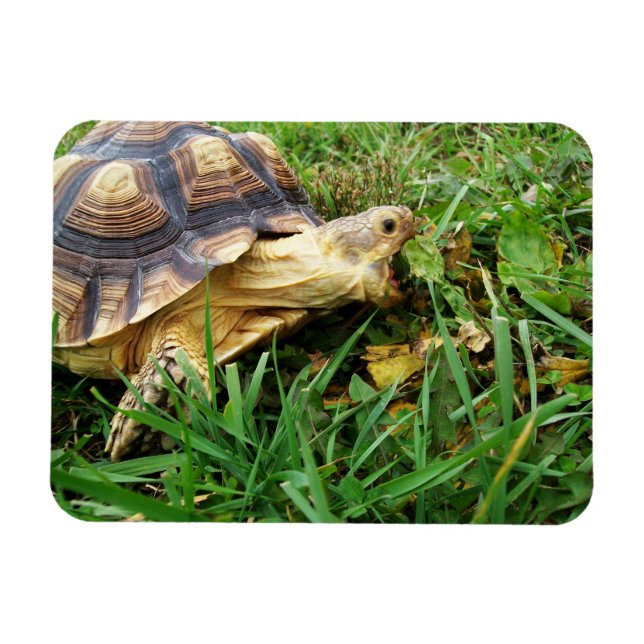 Magnet Flexible Bouche Sulcata Tortoise Open Take Bite of Grass (Horizontal)