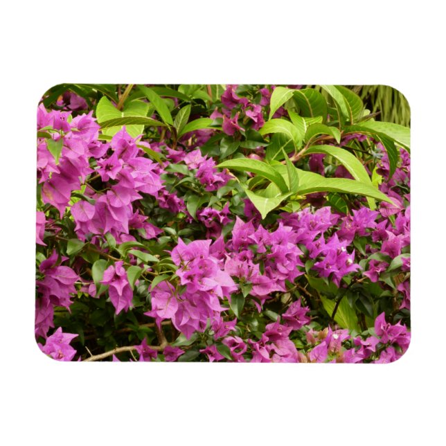 Magnet Flexible Bougainvillées tropicales violettes (Horizontal)