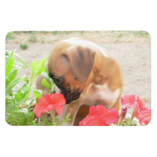 Magnet Flexible Boxer chiot 4x6 aimant photo