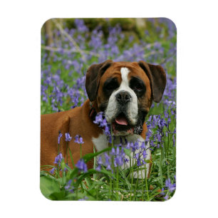 Magnet Flexible Boxer Laying in Bluebells