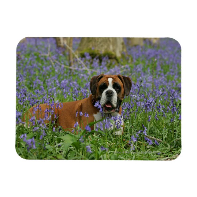 Magnet Flexible Boxer Laying in Bluebells (Horizontal)