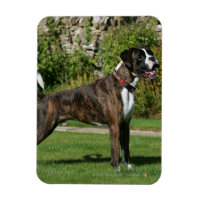 Brindle Boxer Dog Show Stance