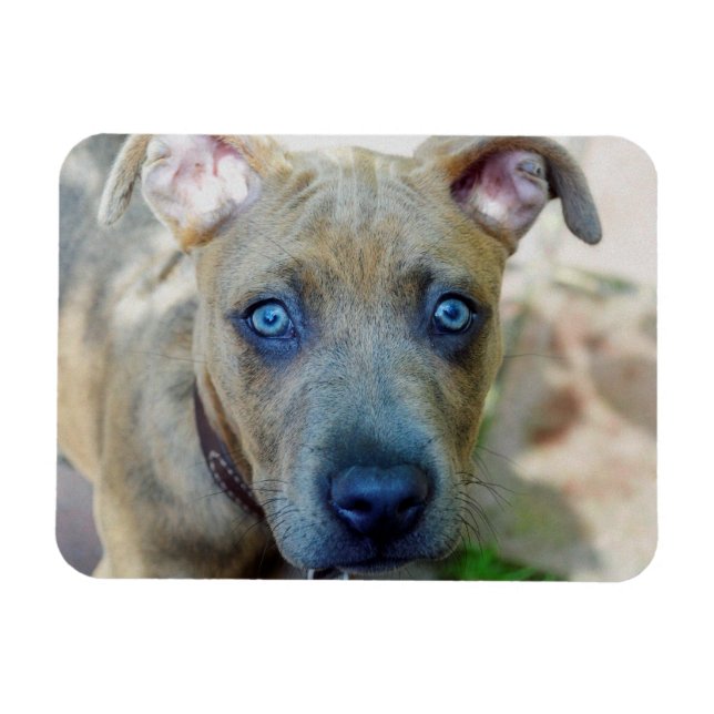 Magnet Flexible Brindle Pit Bull Puppy par Shirley Taylor (Horizontal)