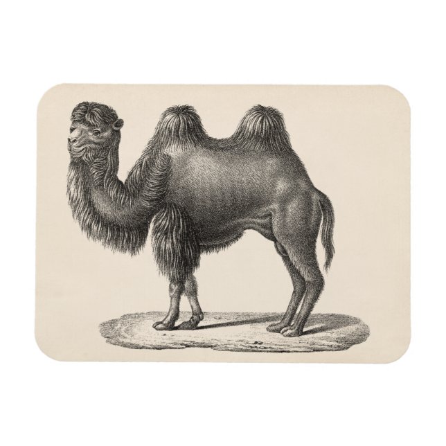 Magnet Flexible Brodtmann Camel Sketch (Horizontal)
