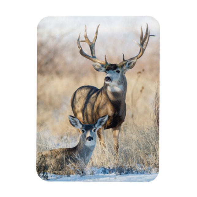 Magnet Flexible Buck Couple | Mule Deer (Vertical)