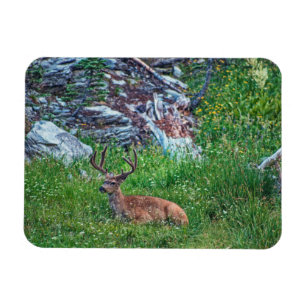 Magnet Flexible Buck de lit