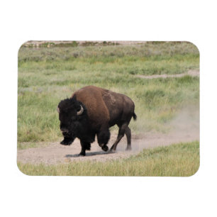 Magnet Flexible Buffalo en mouvement, Photographie