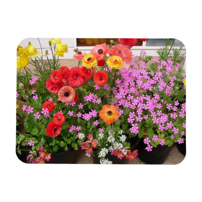 Magnet Flexible Bulbes de printemps Rannunculus fleurs fleurs (Horizontal)