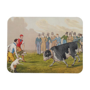 Magnet Flexible 'Bull Baiting', pub.de Thomas McLean, 1820, (impri