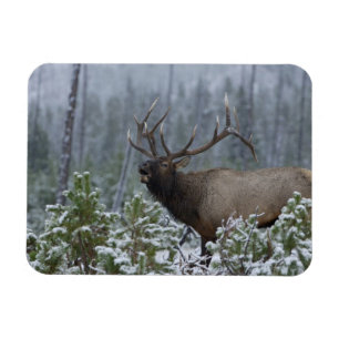 Magnet Flexible Bull Elk dans l'appel de neige, bourdonnement, Yel