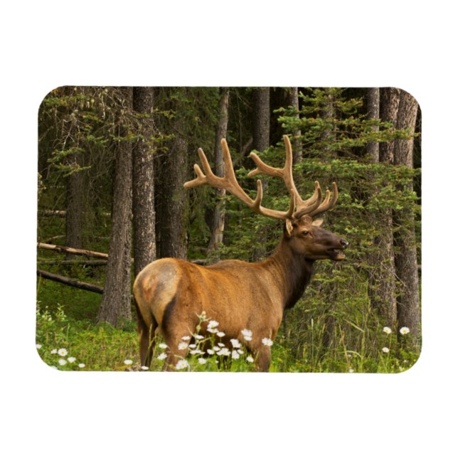 Magnet Flexible Bull Elk en Velvet, Canada (Horizontal)