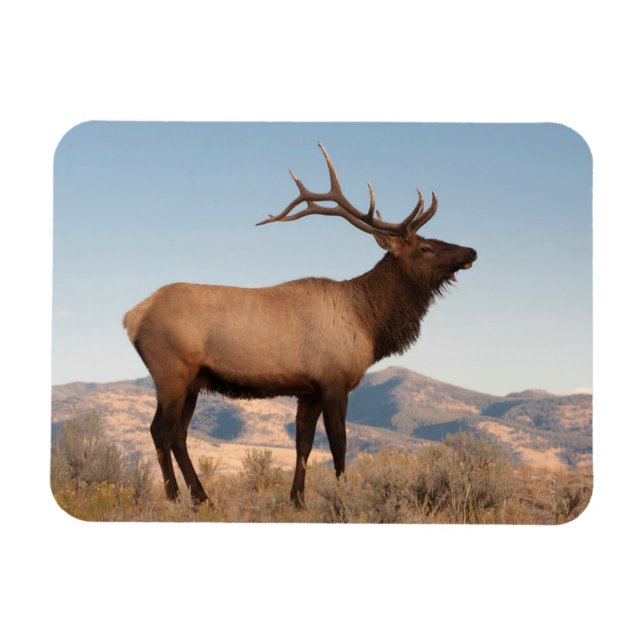 Magnet Flexible Bull Elk près de Mammoth | Wyoming (Horizontal)