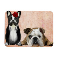 Bulldog français et Bulldog anglais