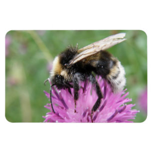 Magnet Flexible Bumblebebe sur un aimant Thistle Premium