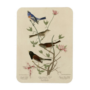 Magnet Flexible Bunting, Sparrow, Junco, (Finches) Oiseaux d'Audub