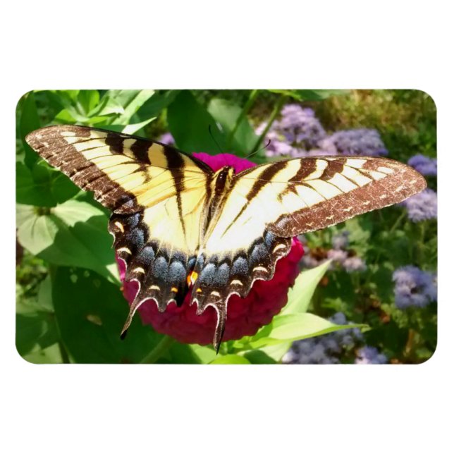 Magnet Flexible Butterfly on Zinnia (Horizontal)