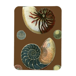 Magnet Flexible Cacao Shell