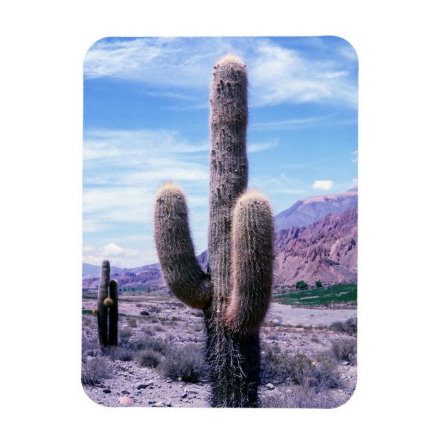 Magnet Flexible Cactus dans la province de Jujuy - Nord de l'Argen (Vertical)
