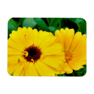 Magnet Flexible Calendula Officinalis