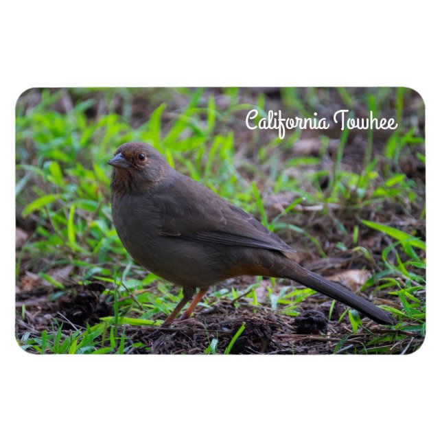 Magnet Flexible California Towhee (Horizontal)