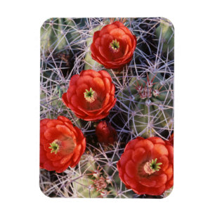 Magnet Flexible Californie, parc national de Joshua Tree, Claret