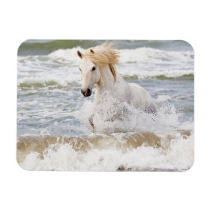 Magnet Flexible Camargue à cheval dans le Surf