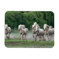 Camargue Chevaux courant dans l'eau