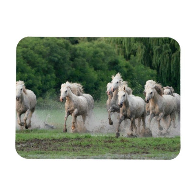 Magnet Flexible Camargue Chevaux courant dans l'eau (Horizontal)