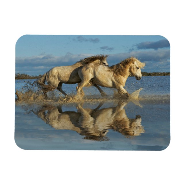 Magnet Flexible Camargue, Chevaux et réflexion, Sud de la France (Horizontal)