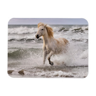 Magnet Flexible Camargue Horse court de Surf