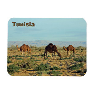 Magnet Flexible Camels, Tunisie