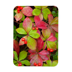 Magnet Flexible Canada, Colombie-Britannique, Mont Robson