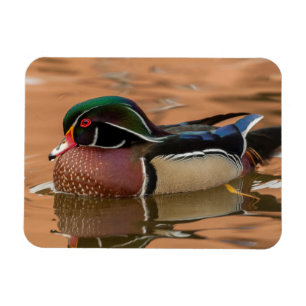 Magnet Flexible Canard branchu nageant dans l'eau