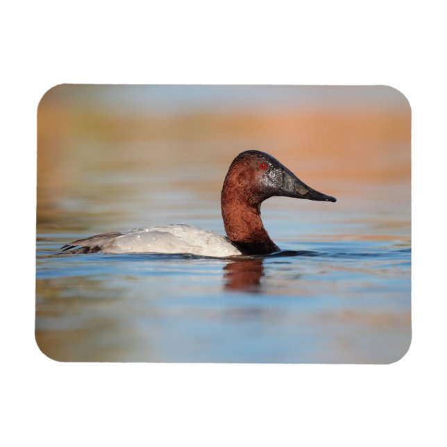 Magnet Flexible Canard de canard mâle (Horizontal)