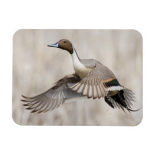 Magnet Flexible Canard pilet mâle en vol