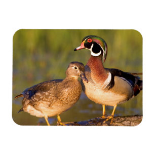 Magnet Flexible Canards branchus et femelle sur une bûche dans une