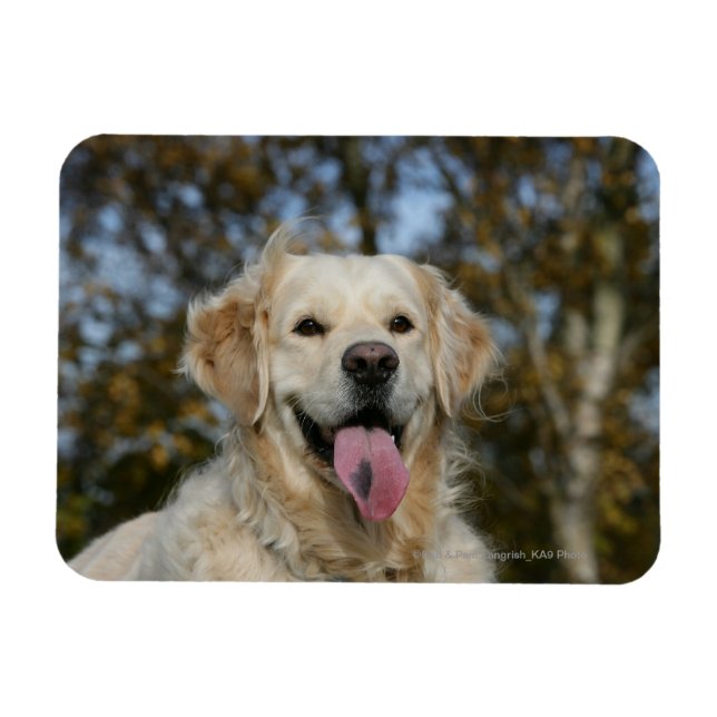 Magnet Flexible Capture d'écran Golden Retriever 3 (Horizontal)