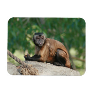 Magnet Flexible Capuchin Singe Mignonne Mais Cranky