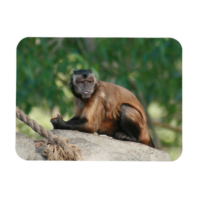 Magnet Flexible Capuchin Singe Mignonne Mais Cranky (Horizontal)