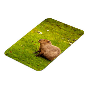 Magnet Flexible Capybara